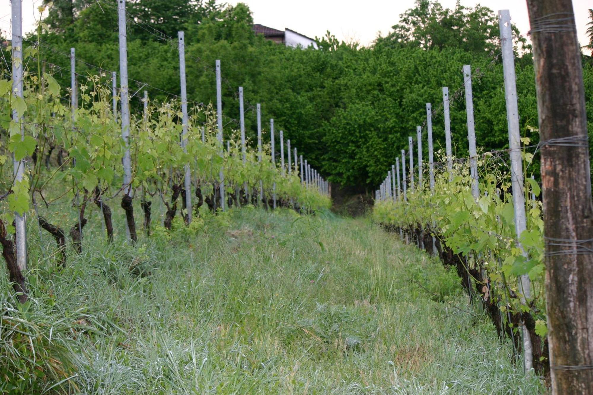 Cascina La Corte Neive